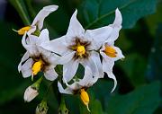 Douglas Nightshade, Solanum douglasii 0588
